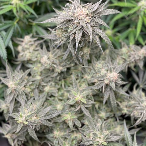 White Widow #2 growlog timeline photo