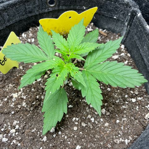 Gelato #1 growlog timeline photo