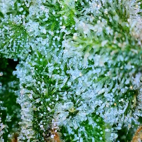 White Widow #2 growlog timeline photo