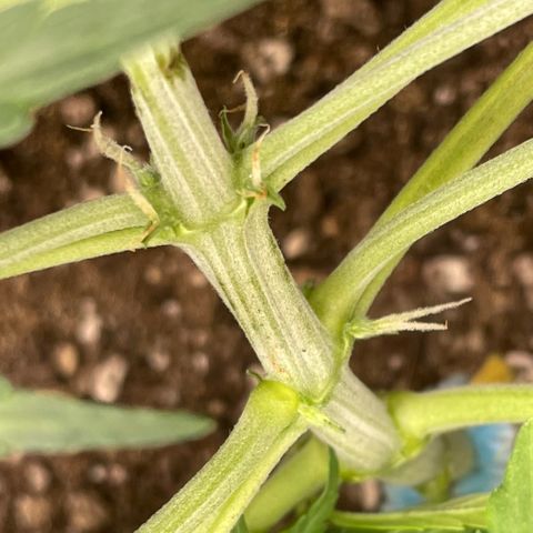 Cinderella #2 growlog timeline photo