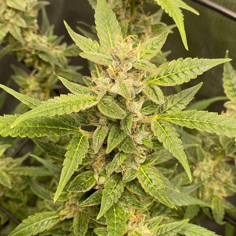 Moonshine Cookies growlog timeline photo