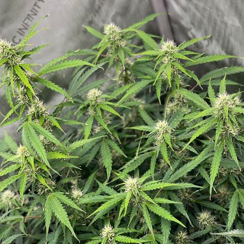 Milky Way - Variegated growlog timeline photo