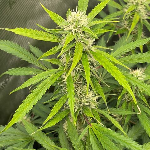 Milky Way - Variegated growlog timeline photo