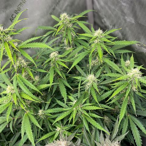 Milky Way - Variegated growlog timeline photo