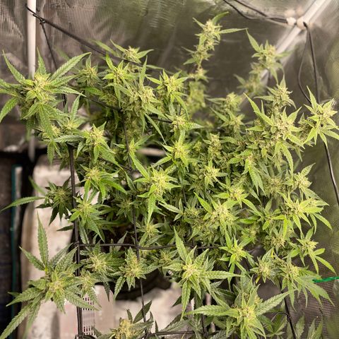 Moonshine Cookies growlog timeline photo