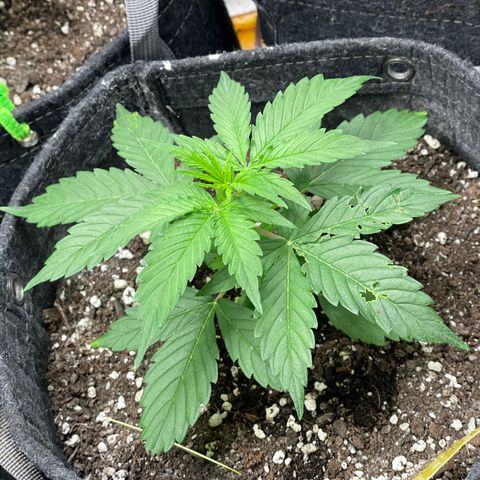 Gelato #1 growlog timeline photo