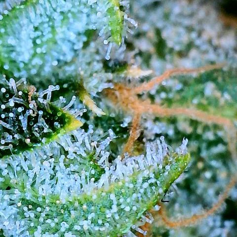 White Widow #2 growlog timeline photo