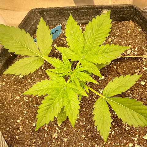 Cinderella #2 growlog timeline photo