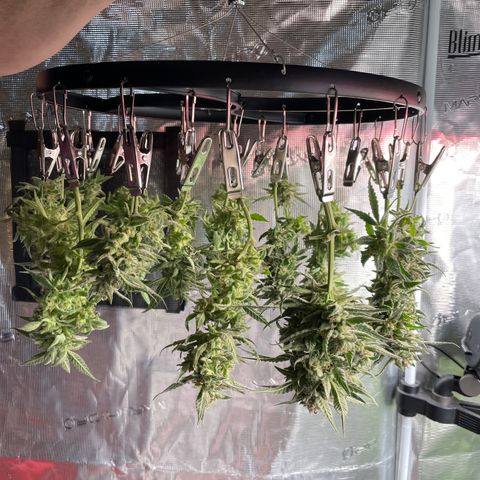 White Widow #2 growlog timeline photo