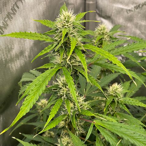 Milky Way - Variegated growlog timeline photo