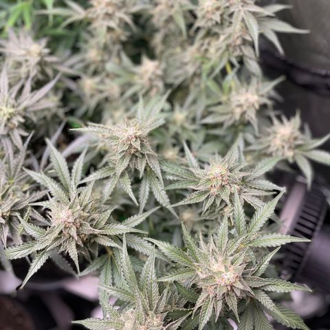 Growlog-Zeitleistenfoto von White Widow #1