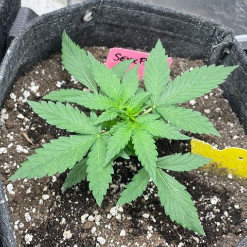 Sexxpot #2 growlog timeline photo