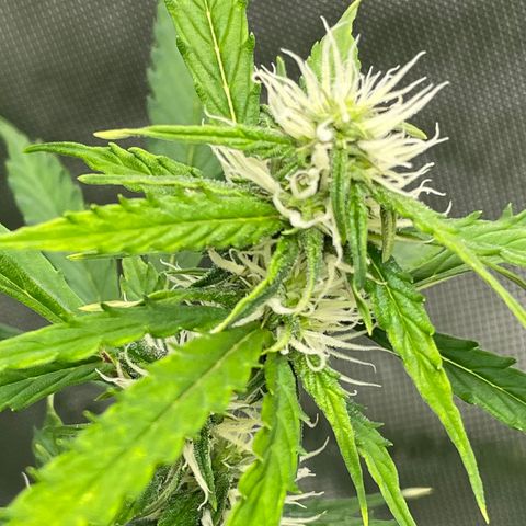 Milky Way - Variegated growlog timeline photo