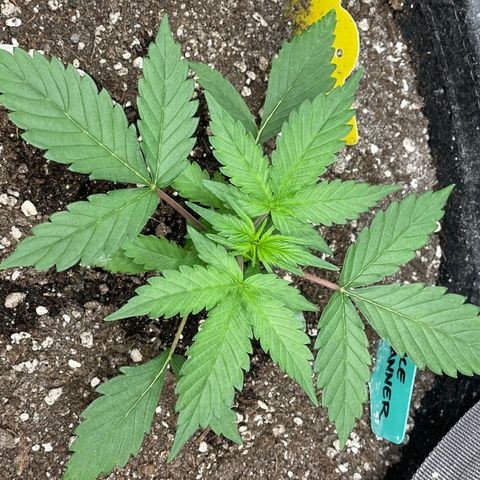 Bruce Banner #2 growlog timeline photo