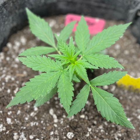 Sexxpot #2 growlog timeline photo