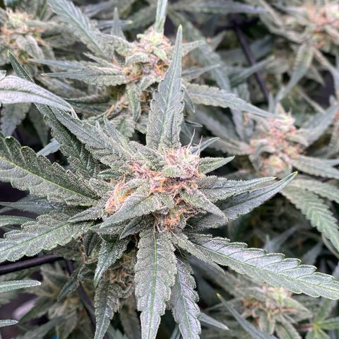 Cinderella #1 growlog timeline photo