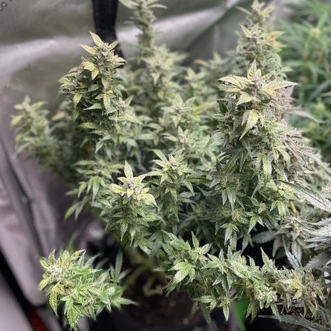 Do-Si-Dos #1 growlog timeline photo