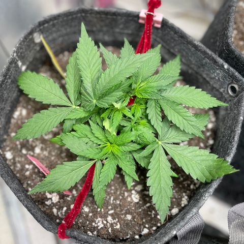 Sexxpot #2 growlog timeline photo