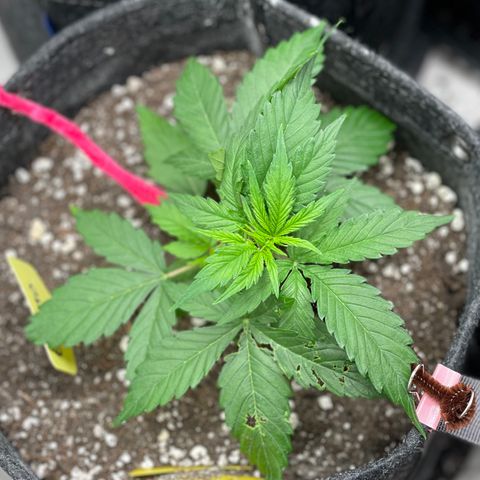 Gelato #1 growlog timeline photo