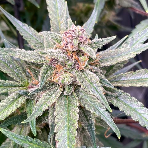 Cinderella #1 growlog timeline photo