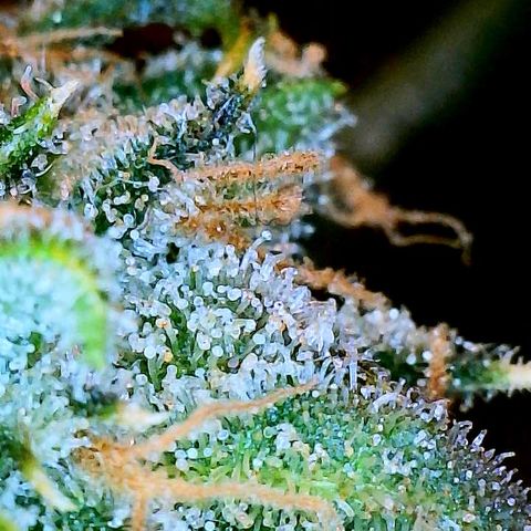 White Widow #2 growlog timeline photo