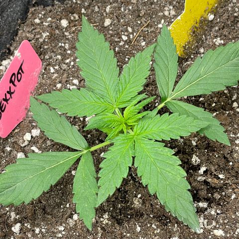 Sexxpot #2 growlog timeline photo
