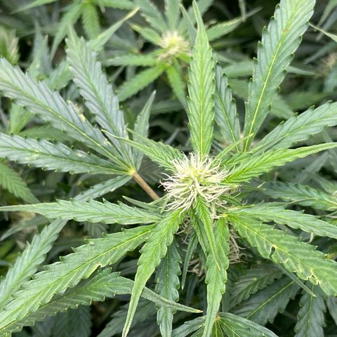 Blue Knight #1 growlog timeline photo