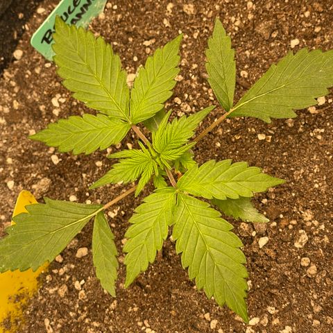 Bruce Banner #2 growlog timeline photo