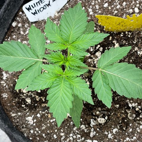 White Widow #4 growlog timeline photo