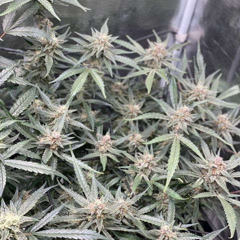 Cinderella #1 growlog timeline photo
