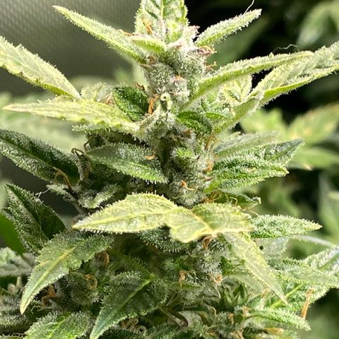 Do-Si-Dos #1 growlog timeline photo