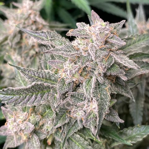 Growlog-Zeitleistenfoto von White Widow #1