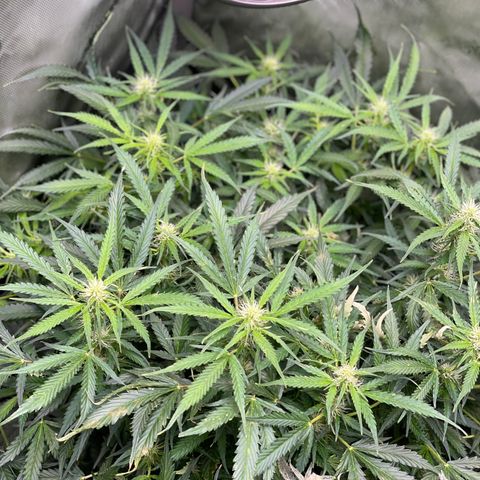 Blue Knight #1 growlog timeline photo