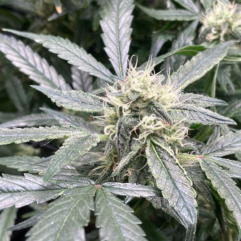 Bruce Banner #1 growlog timeline photo