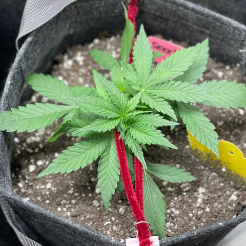 Sexxpot #2 growlog timeline photo
