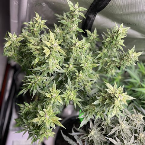 Do-Si-Dos #1 growlog timeline photo