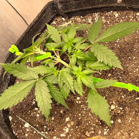 Bruce Banner #2 growlog timeline photo