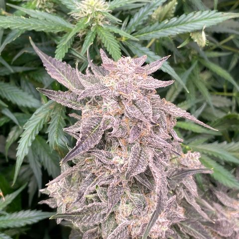 Growlog-Zeitleistenfoto von White Widow #1