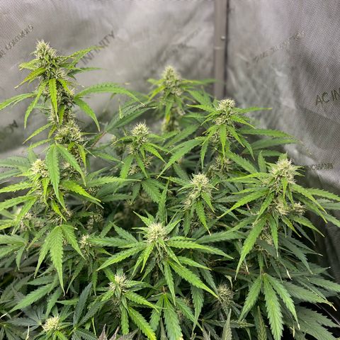 Milky Way - Variegated growlog timeline photo