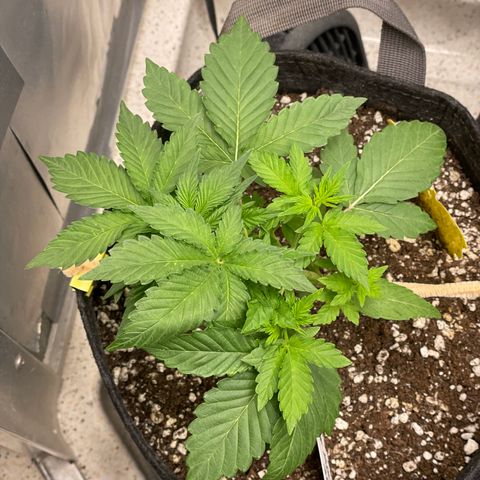 White Widow #4 growlog timeline photo