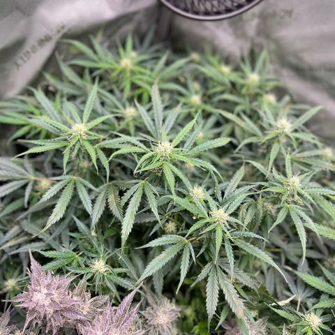 Blue Knight #1 growlog timeline photo
