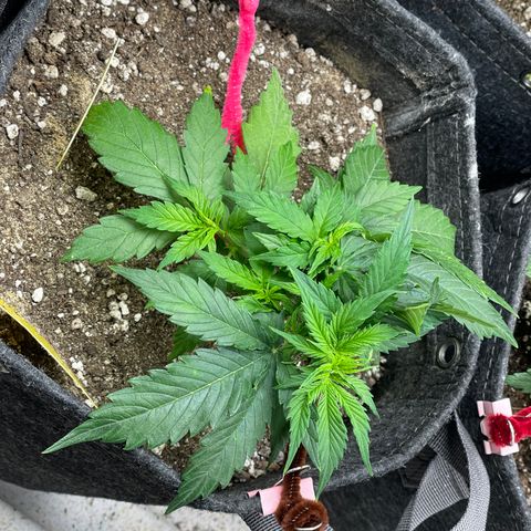 Gelato #1 growlog timeline photo