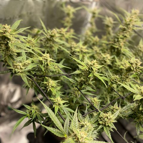 Moonshine Cookies growlog timeline photo