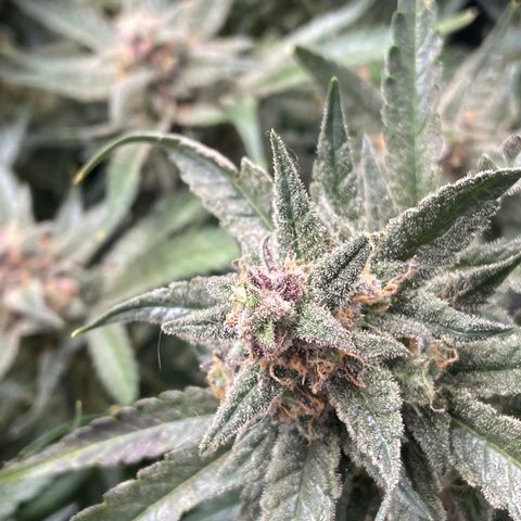 Cinderella #1 growlog timeline photo