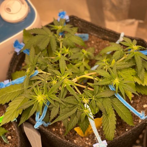 Cinderella #2 growlog timeline photo