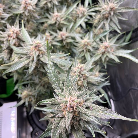 Cinderella #1 growlog timeline photo