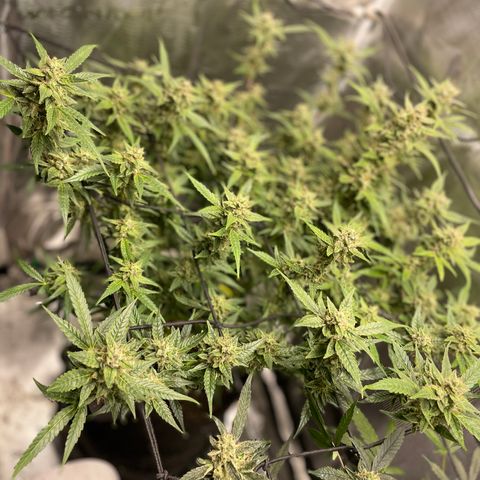 Moonshine Cookies growlog timeline photo
