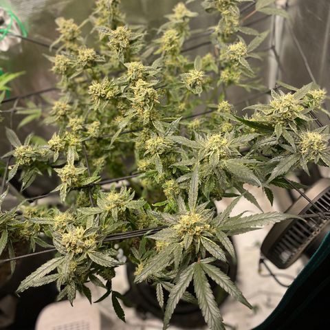 Bruce Banner #1 growlog timeline photo