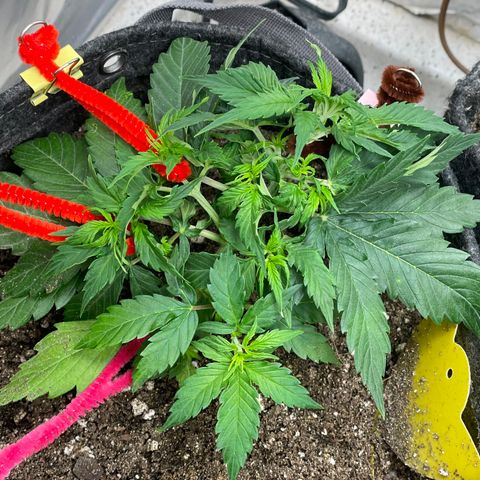 Gelato #1 growlog timeline photo