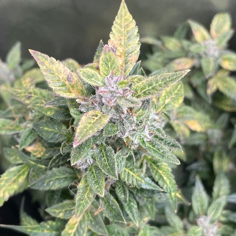 Do-Si-Dos #1 growlog timeline photo